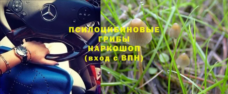 Галлюциногенные грибы Psilocybe Тюкалинск